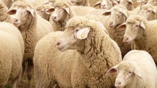بالفيديو.. كيف تختار أضحية العيد بشكل سليم؟