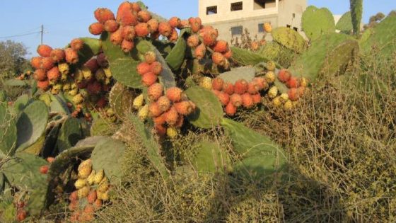 المشهد المعاصر | مع انتشار زراعة الصبار في الأردن.. مزارعون يواجهون تحديات