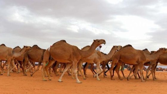 أردني يذبح أكثر من 20 جملا إعلانا عن إطلاق حملته الانتخابية