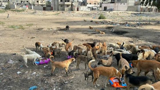 المشهد المعاصر | حماس: نهش الكلاب الضالة لجثامين الشهداء يكشف وحشية وسادية الاحتلال