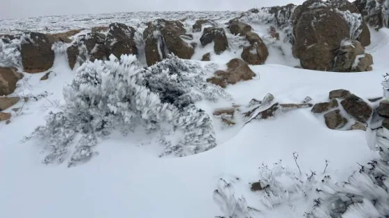 المشهد المعاصر | هطولات على شكل تساقطات ثلجية فوق أعالي المرتفعات الجبلية في الأردن ليل الجمعة