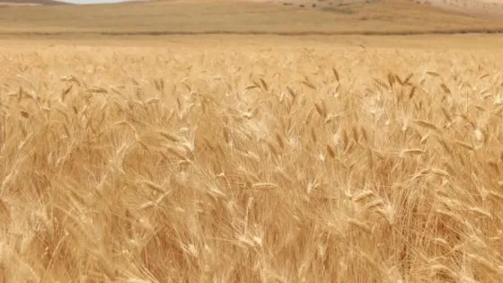 المشهد المعاصر | مختصون يبحثون بالتحديات التي يواجهها القطاع الزراعي في الأردن