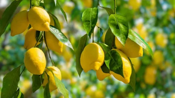 المشهد المعاصر | 3.5 دينار للكيلو غرام.. شكاوى من ارتفاع أسعار الليمون في الأسواق الأردنية