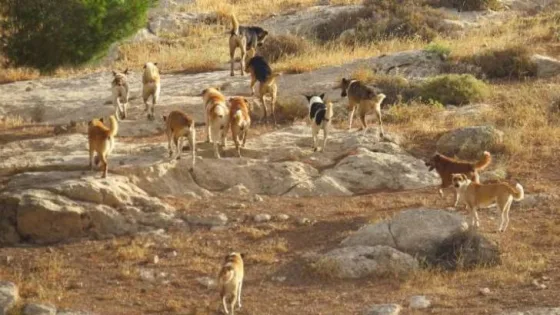المشهد المعاصر | تزايد الجدل حول الكلاب الضالة في الأردن.. وخلافات بين البلديات وأمانة عمان حول آلية التعامل