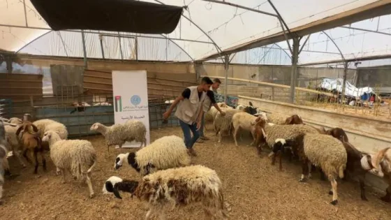 المشهد المعاصر | الأردن ينفذ مشروعا للأضاحي في غزة ويوزع اللحوم على الأسر المنكوبة