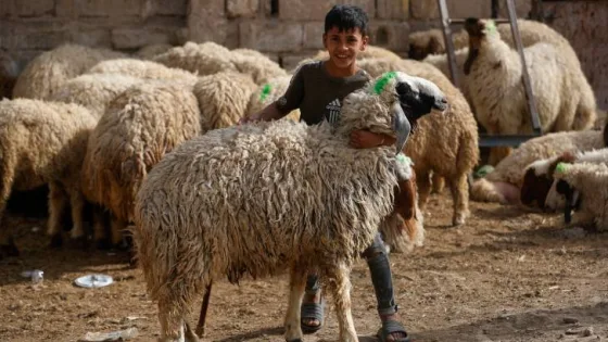 المشهد المعاصر | “الأضحية” هل يجوز أن يؤديها فرد عن الأسرة؟ الإفتاء تجيب