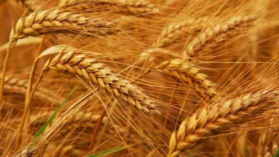 المشهد المعاصر | الحاج توفيق: الأمن الغذائي في الأردن مستقر رغم التوترات الإقليمية واحتياطي الحبوب يكفي لـ16 شهرًا