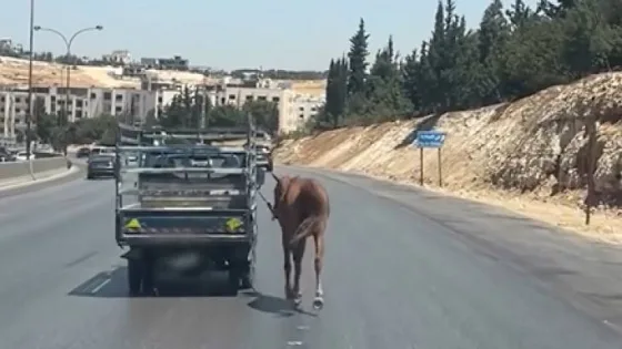 المشهد المعاصر | استياء واسع بعد توثيق مشاهد لقيام شخص بجر حصان بمركبته على طريق المطار في عمّان