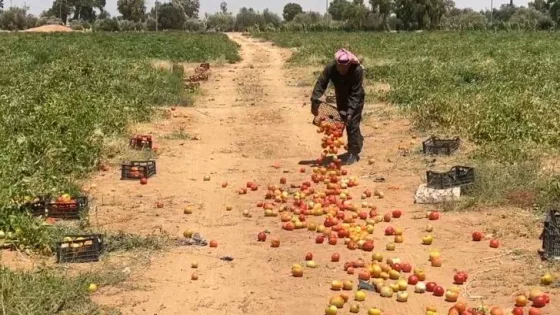 المشهد المعاصر | بقلبٍ يعتصره الألم.. مزارع من معان يتلف محصوله بيده بعد أن أُغلقت أمامه أبواب الأمل