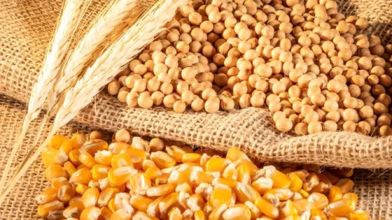 المشهد المعاصر | تراجع أسعار السلع الزراعية عالميًا صباح الإثنين