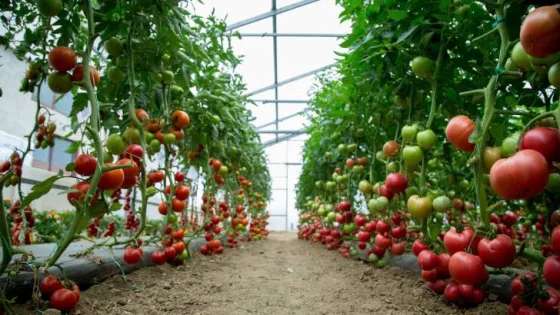 المشهد المعاصر | تراجع غير مسبوق بأسعار الخضراوات.. مزارعون يقتلعون آلاف البيوت البلاستيكية تجنبًا للخسائر