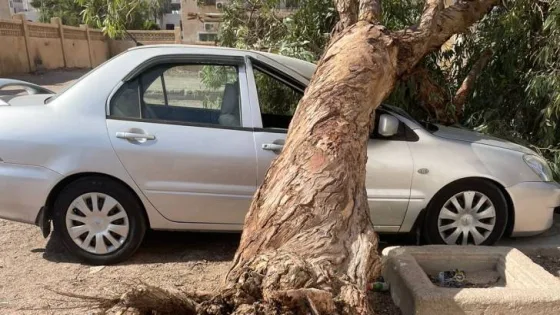 المشهد المعاصر | مراسل رؤيا: سقوط شجرة في العقبة يتسبب بأضرار جسيمة لمركبة دون إصابات بشرية