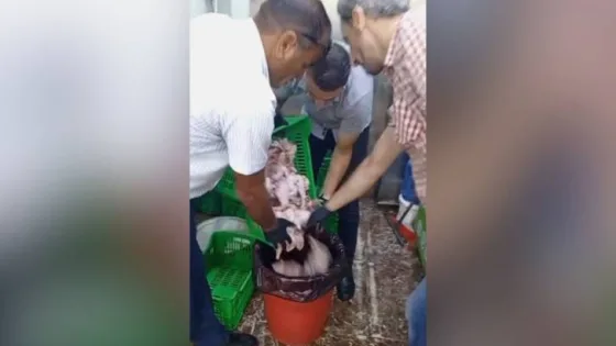 المشهد المعاصر | بلدية الزرقاء تتلف دجاجًا مجهول المصدر ضبط في مركبة غير مبردة.. به حشرات نافقة