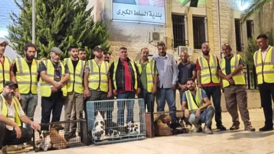 المشهد المعاصر | السلط تطلق حملة غير مسبوقة لجمع الكلاب الضالة: “سلامة المواطن أولوية.. ولن ننتظر وقوع مكروه”