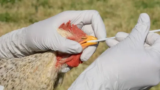 المشهد المعاصر | بريطانيا تعلن رصد إصابة بإنفلونزا الطيور “H5N1” جنوب غرب إنجلترا